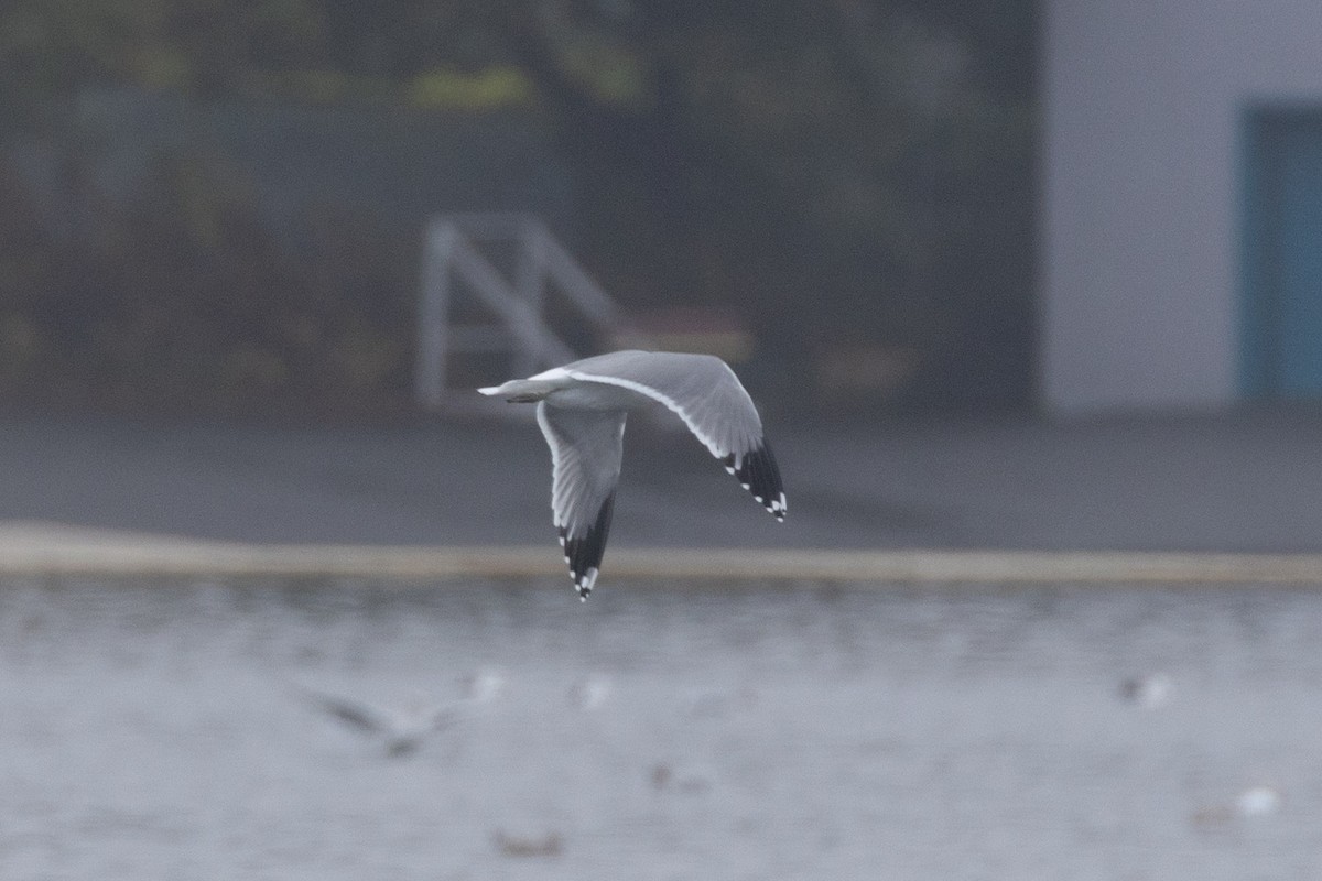 California Gull - ML643661995