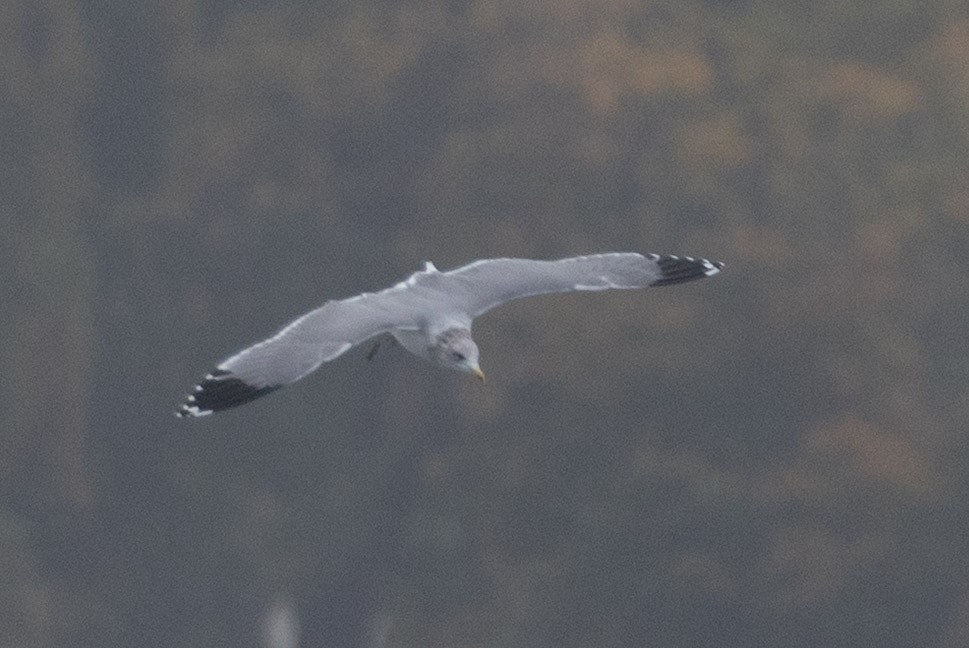 California Gull - ML643661996