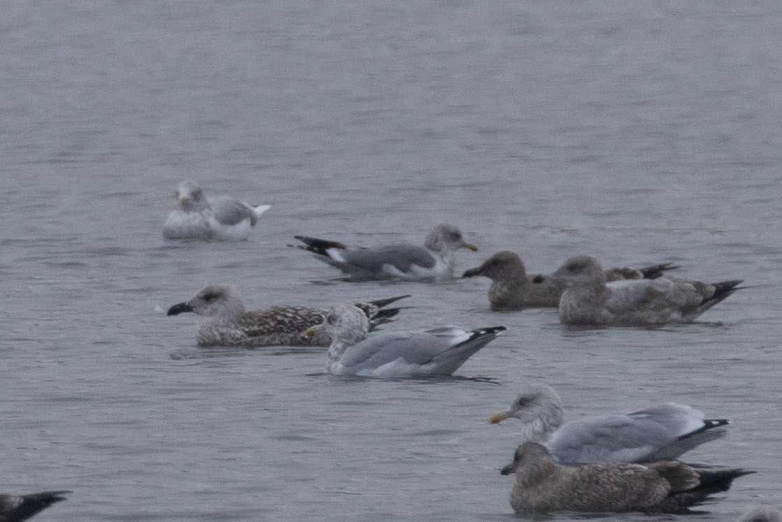 California Gull - ML643661997