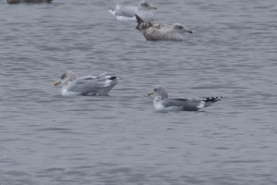 California Gull - ML643661999
