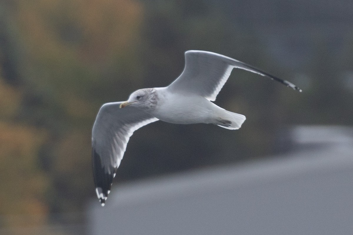California Gull - ML643662000