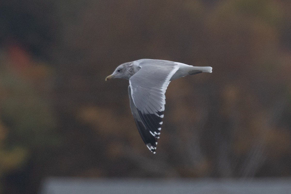 California Gull - ML643662001