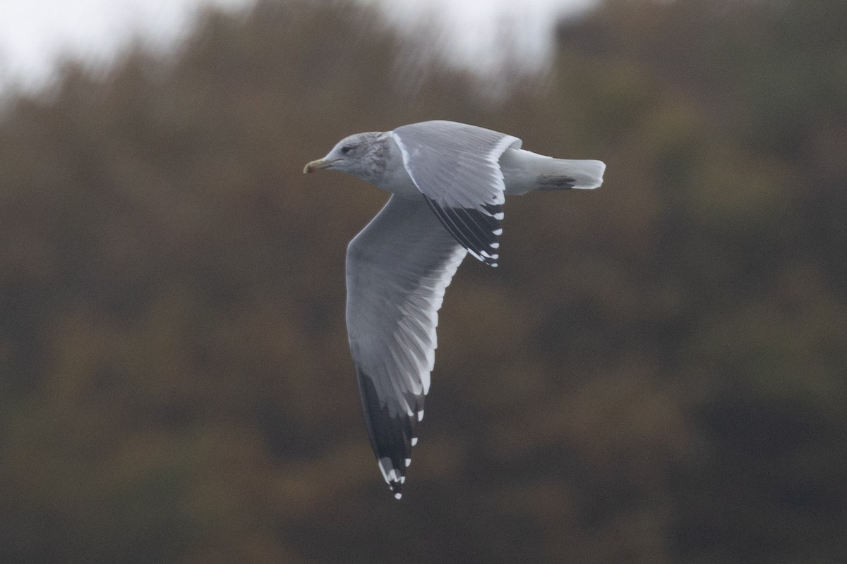 California Gull - ML643662002