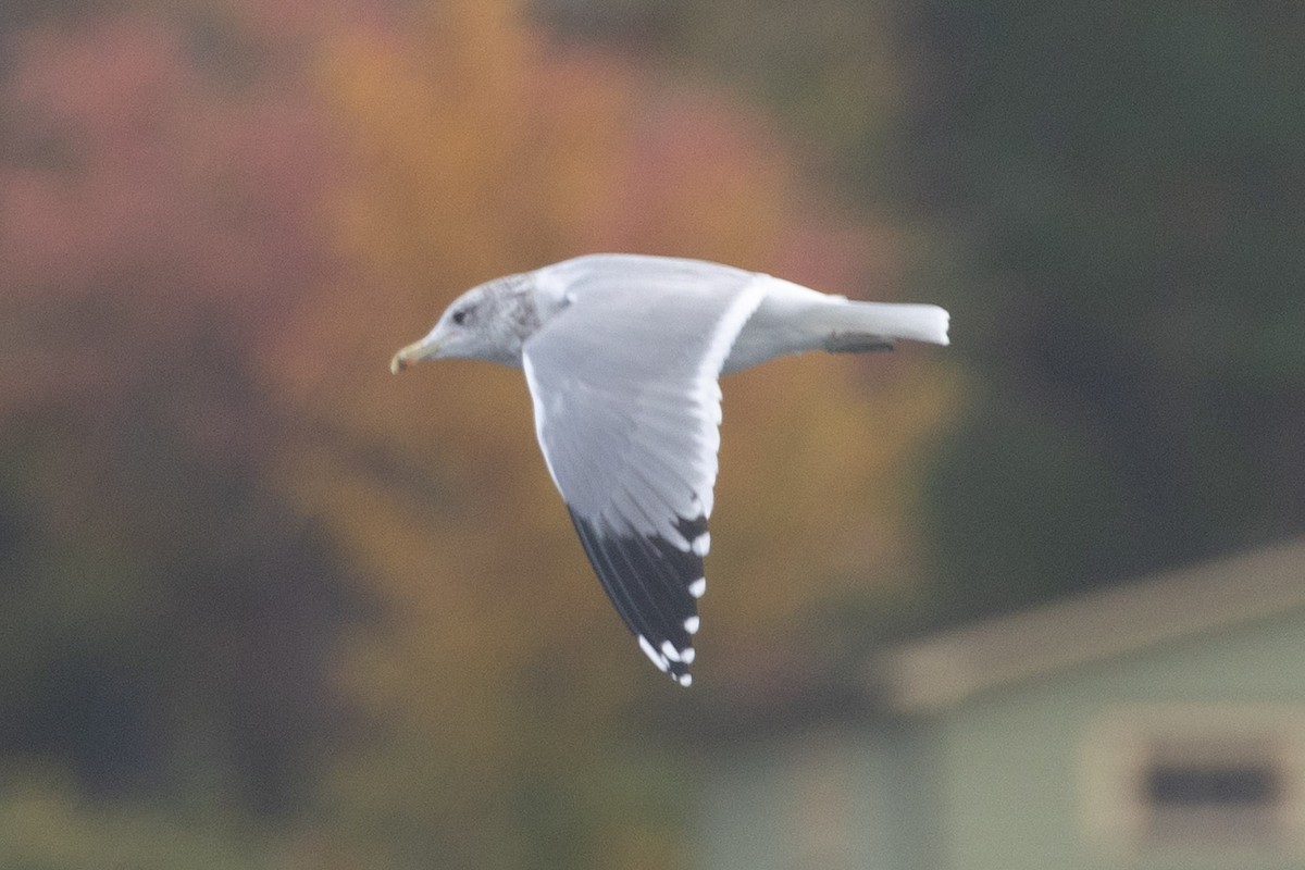 California Gull - ML643662003