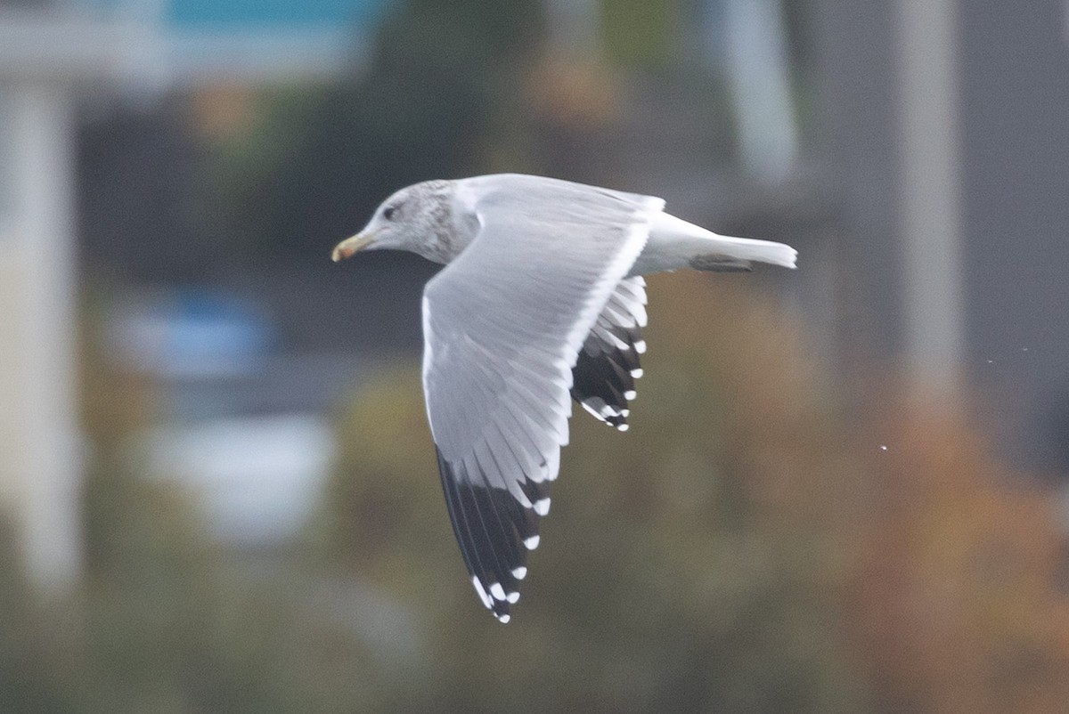 California Gull - ML643662004