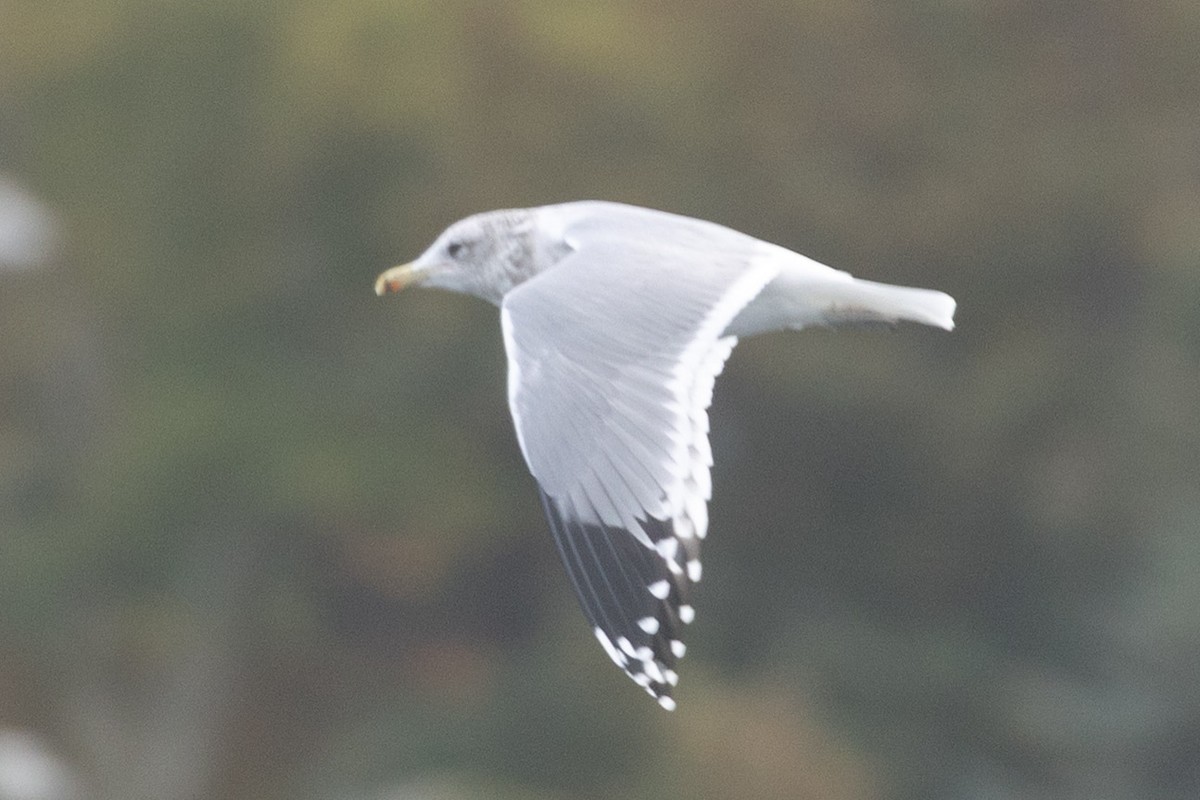 California Gull - ML643662005