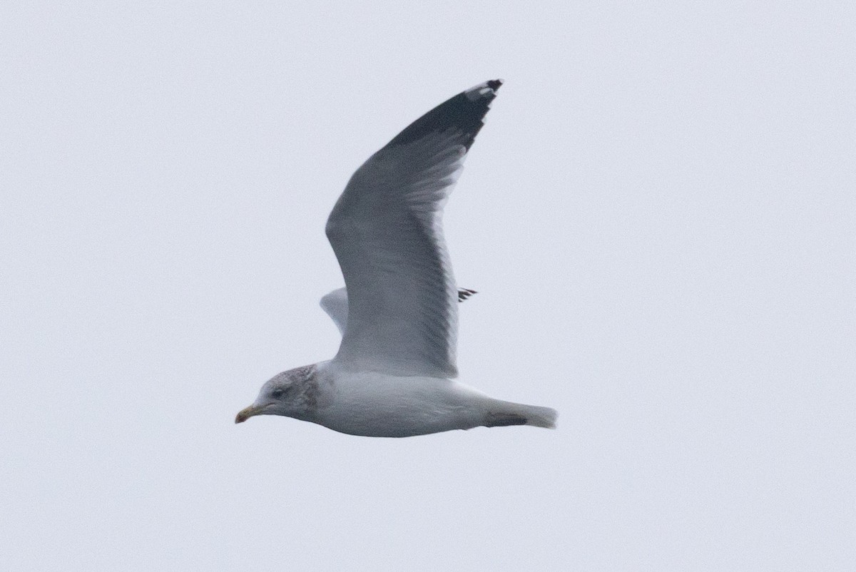California Gull - ML643662006