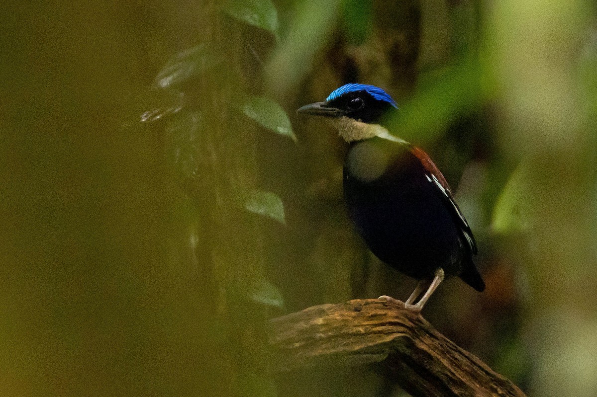 Blue-headed Pitta - ML643662014