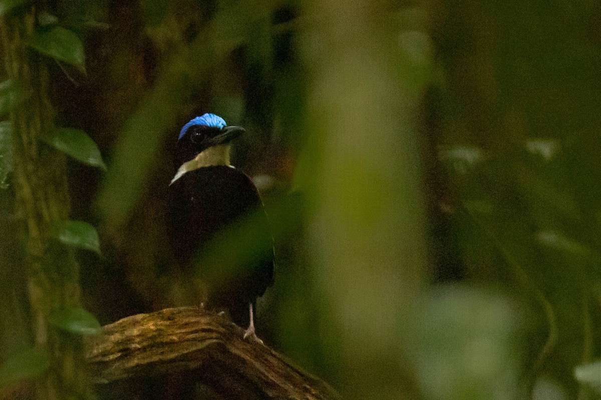 Blue-headed Pitta - ML643662015