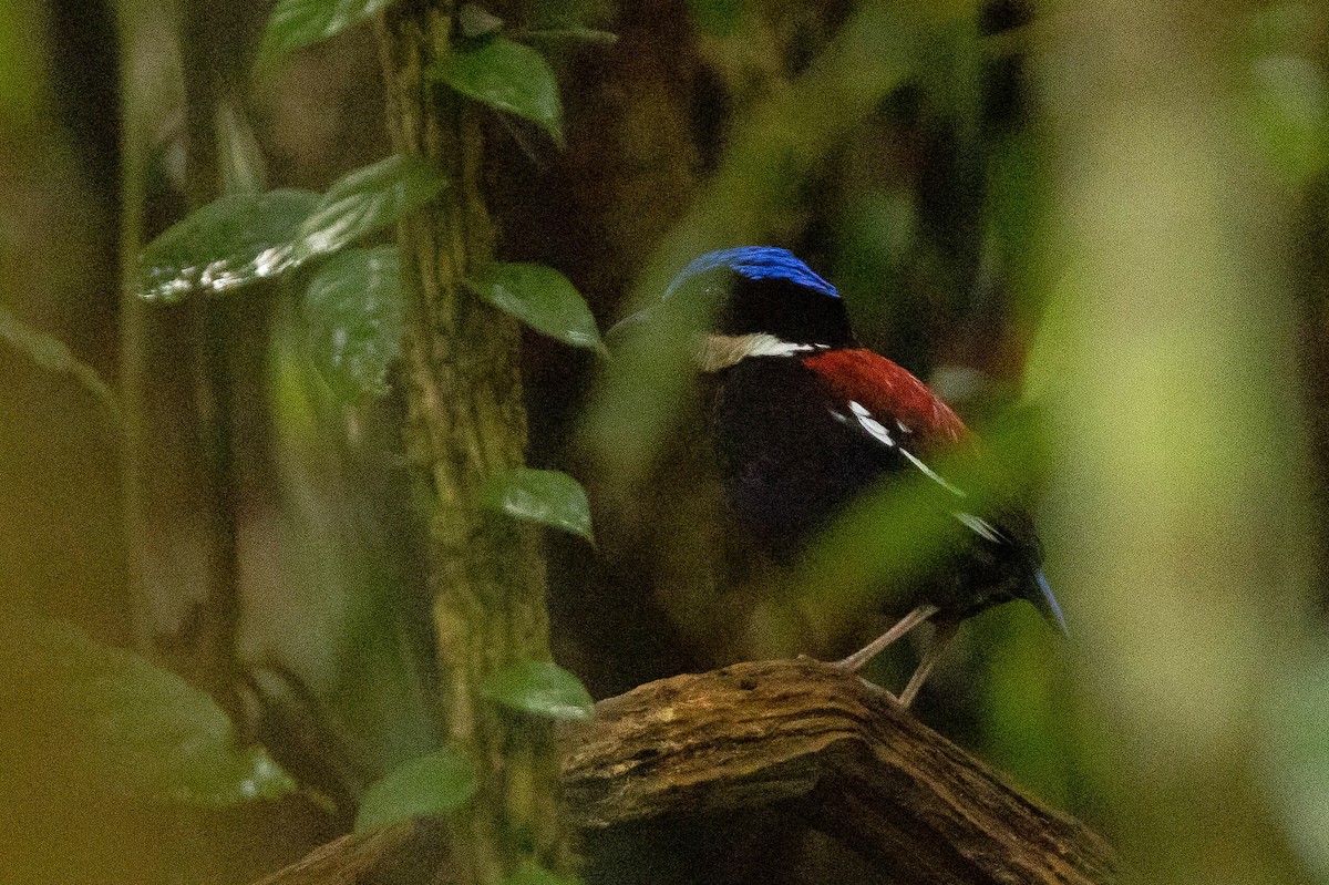 Blue-headed Pitta - ML643662022