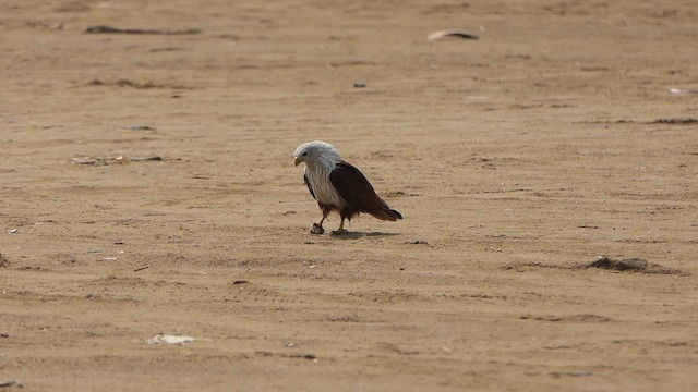 Brahminy Kite - ML643662023