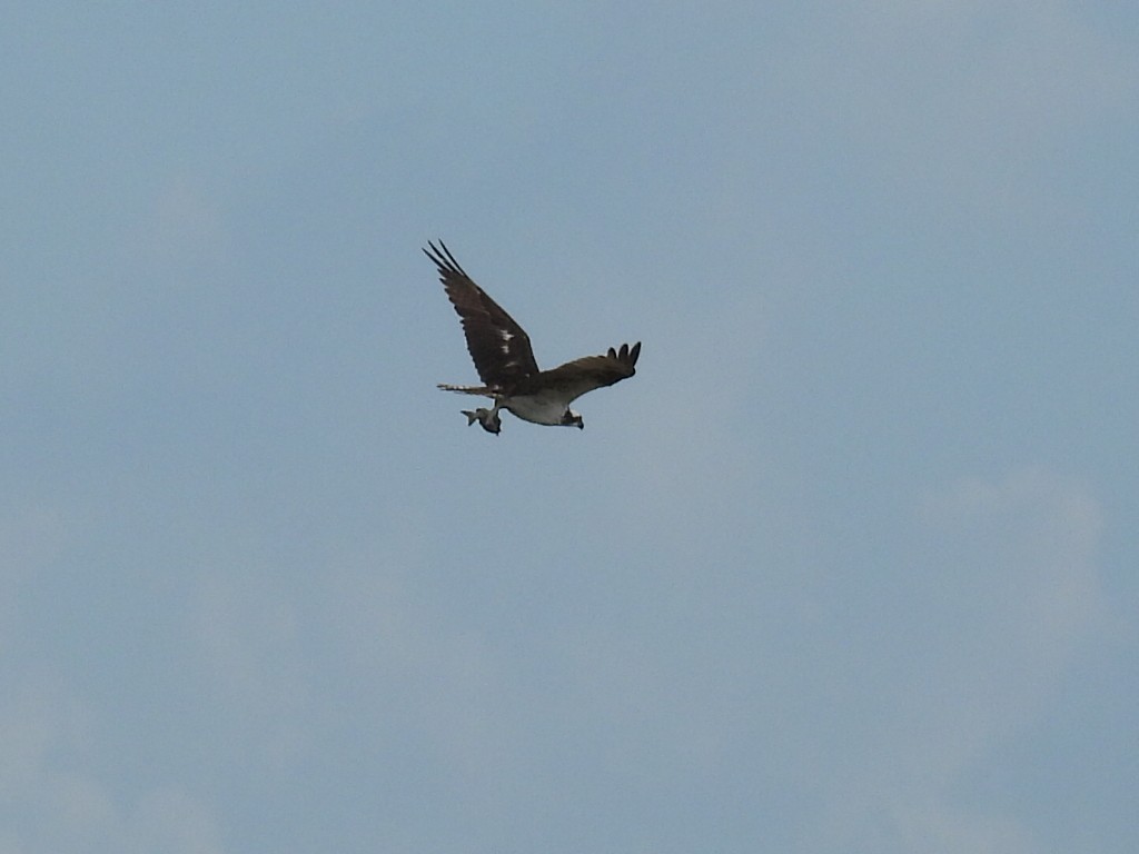 Osprey - Marie Asscherick
