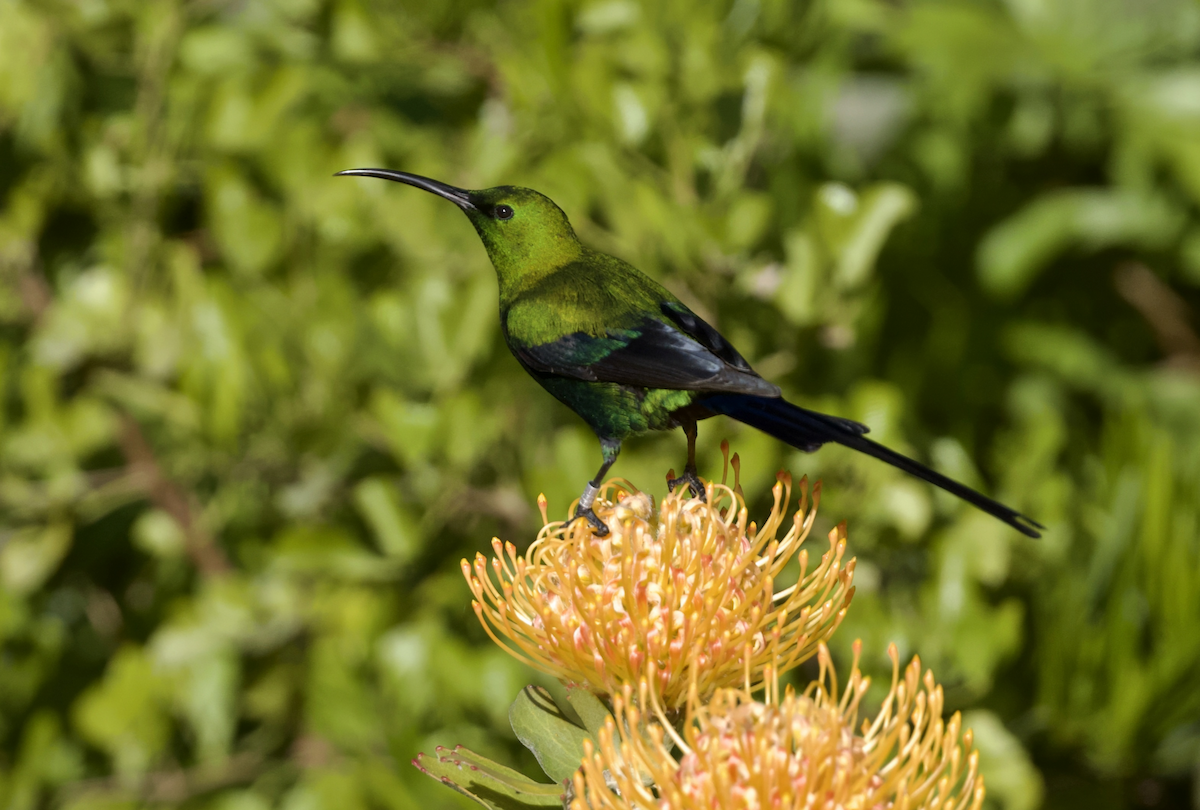 Malachite Sunbird - ML643662045