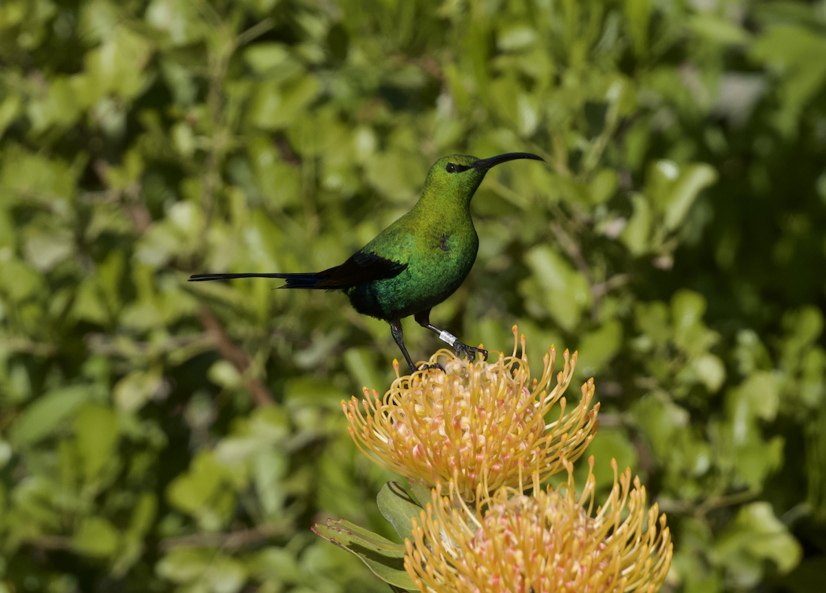 Malachite Sunbird - ML643662046
