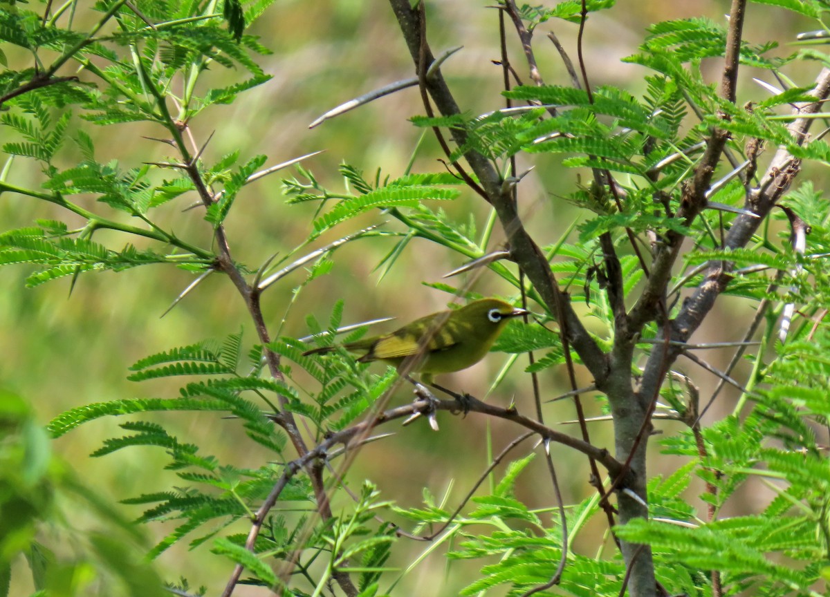 Cape White-eye - ML643662047