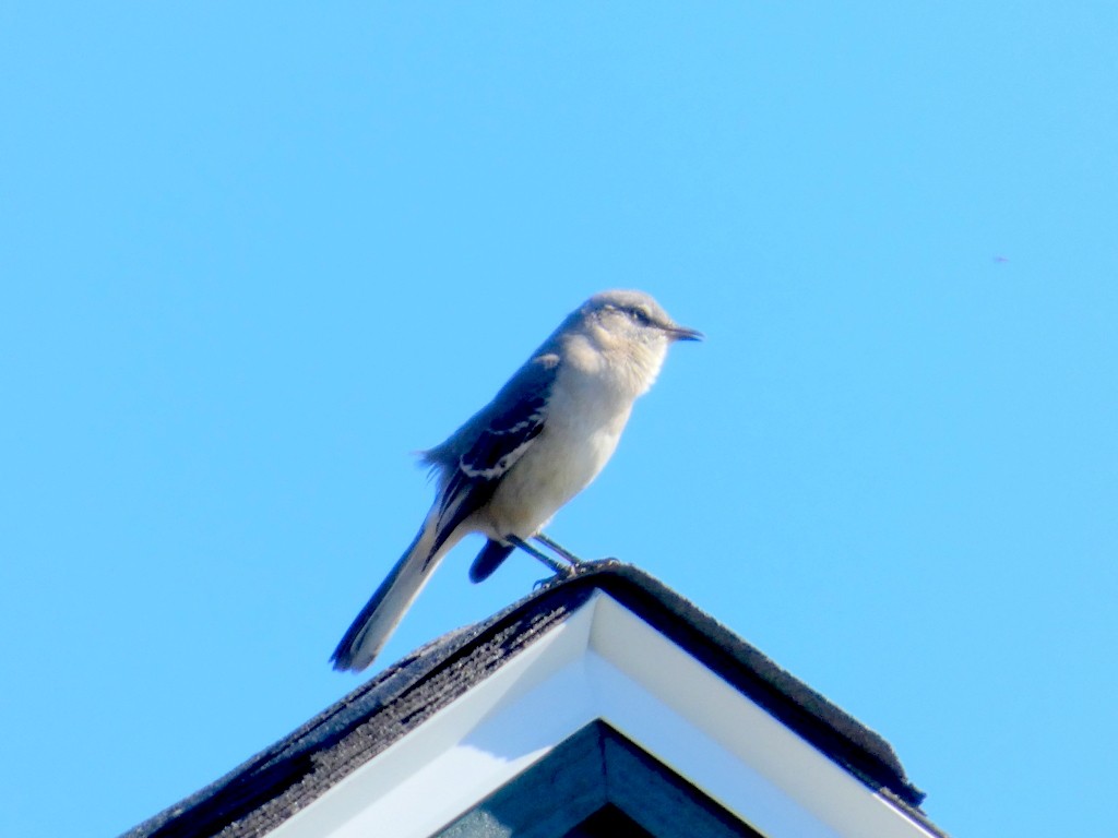 sangspottefugl - ML643662088