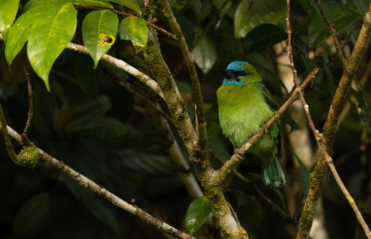 Golden-naped Barbet - ML643662096