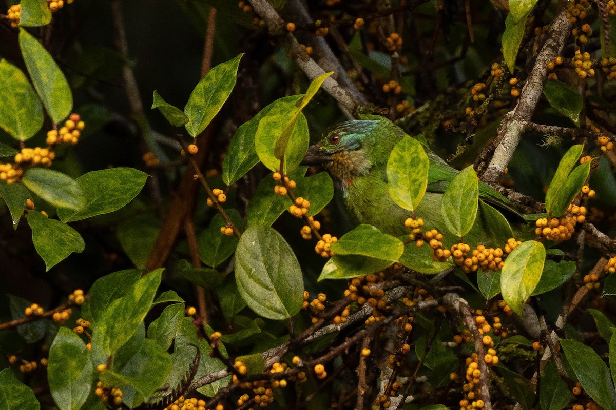 barbet bornejský - ML643662106