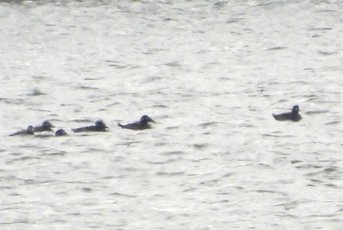 Surf Scoter - ML643662113