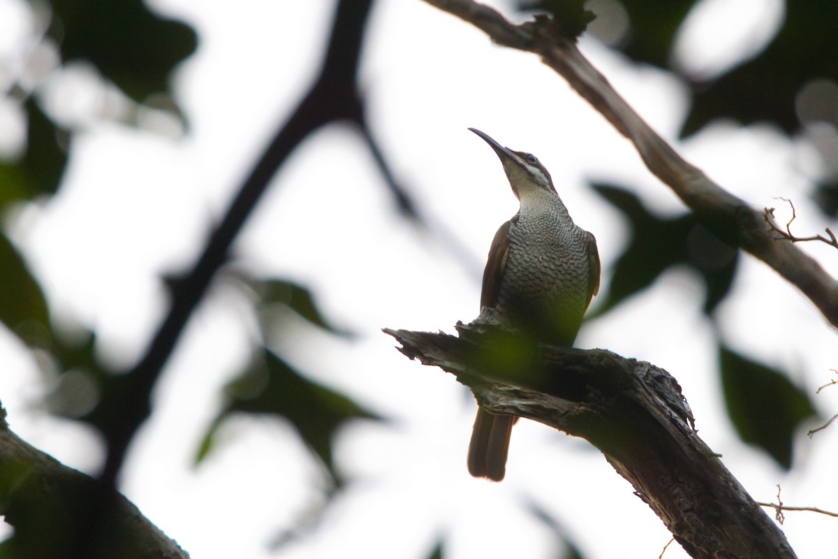 Magnificent Riflebird - ML643662127