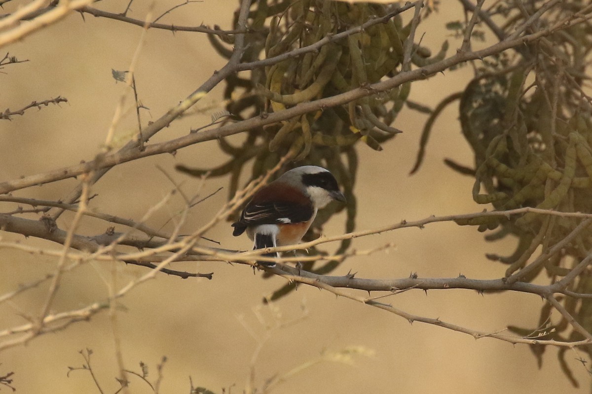 Bay-backed Shrike - ML643662141