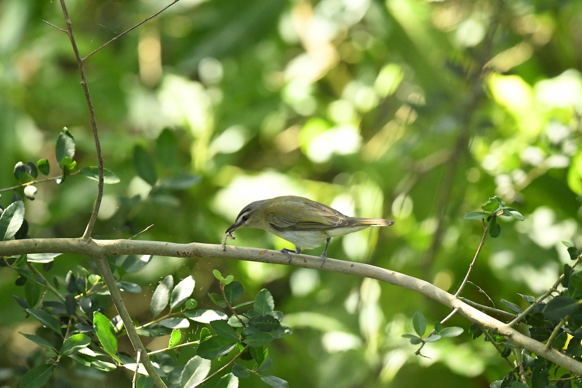 Red-eyed Vireo - ML643662145