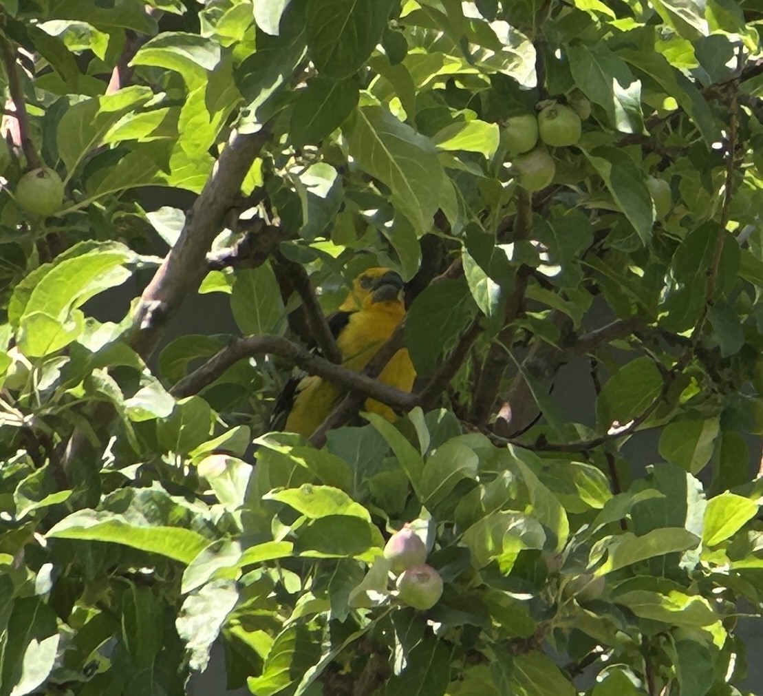 Cardinal jaune - ML643662173