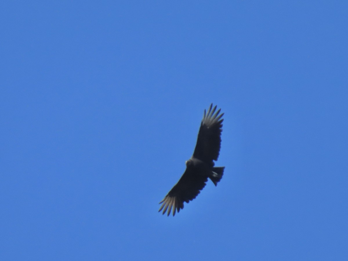 Urubu noir - ML643662185