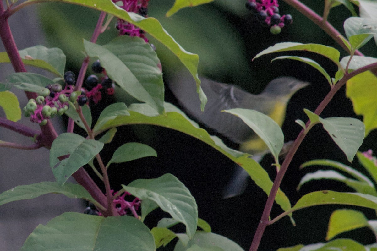 magnoliaparula - ML643662195