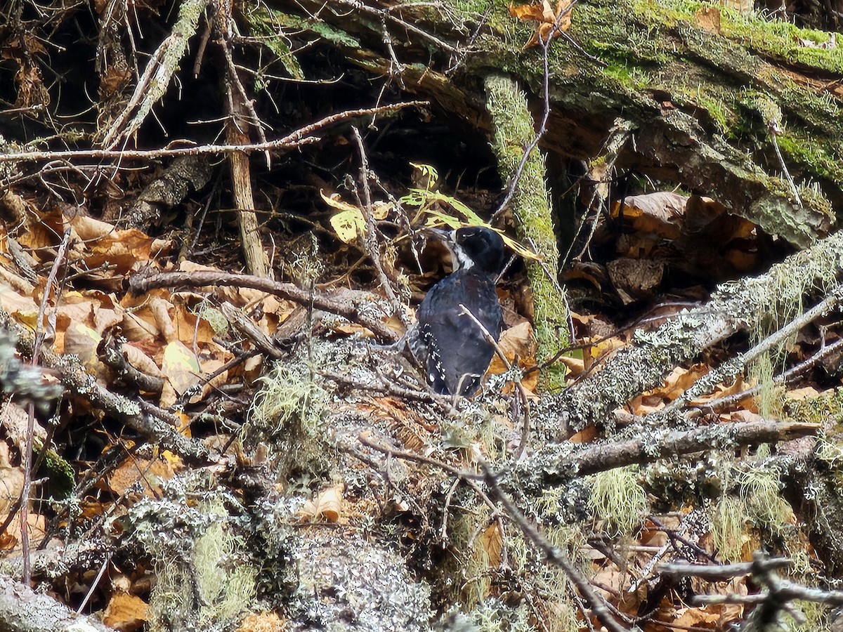 Black-backed Woodpecker - ML643662198