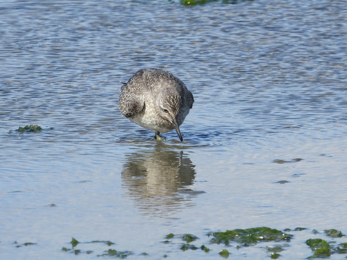 コオバシギ - ML643662217