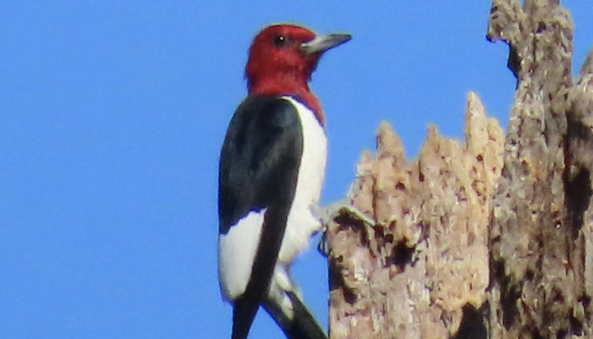 Pic à tête rouge - ML643662233