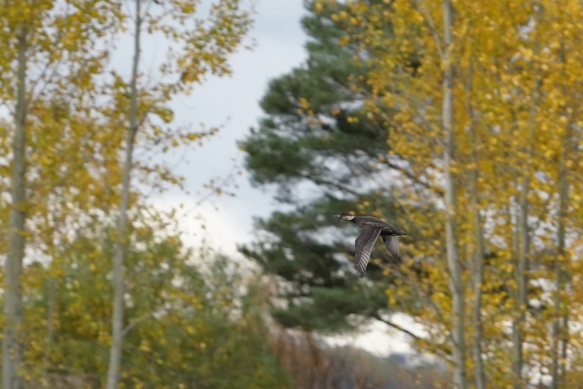 Common Scoter - ML643662238