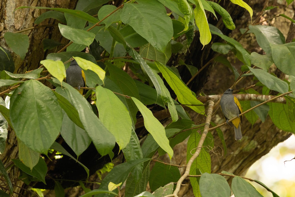 Bulbul Ventrigrís - ML643662244
