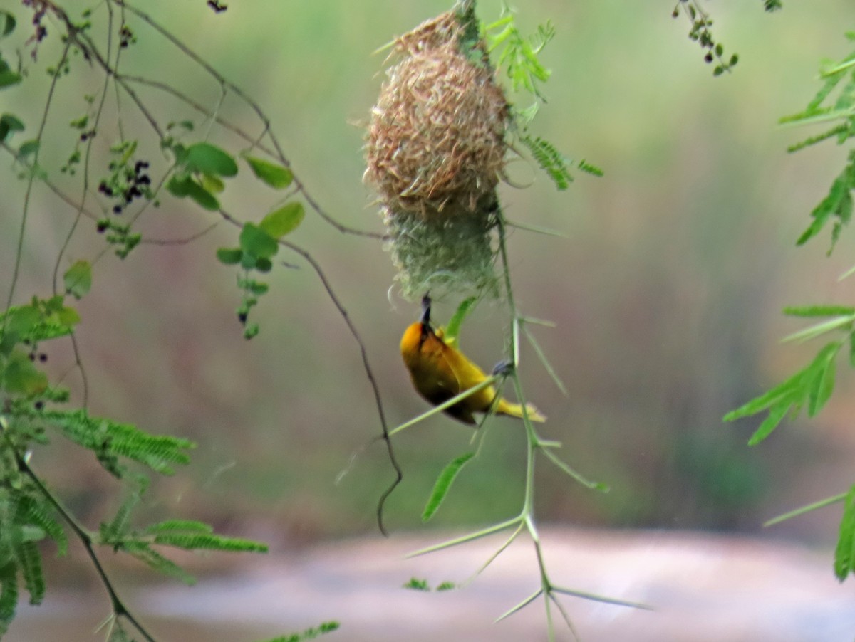Spectacled Weaver - ML643662262