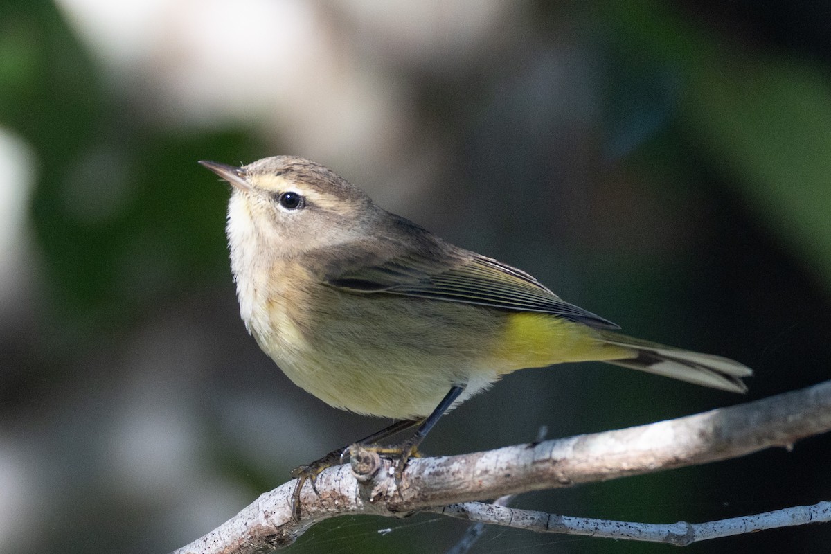Palm Warbler - ML643662283