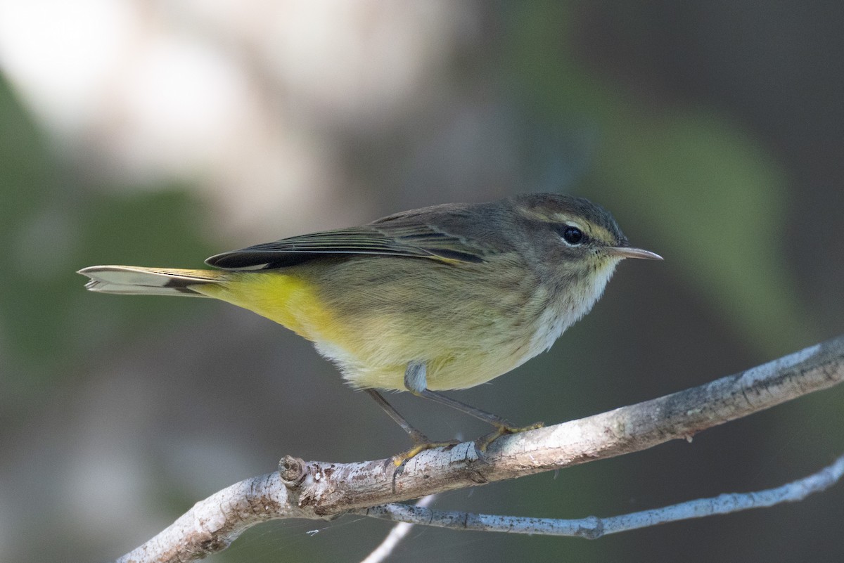 Palm Warbler - ML643662284
