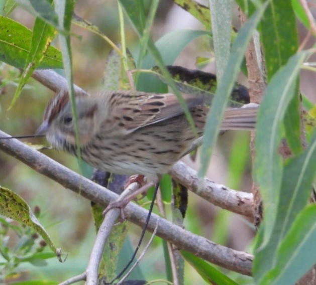 Lincoln's Sparrow - ML643662295