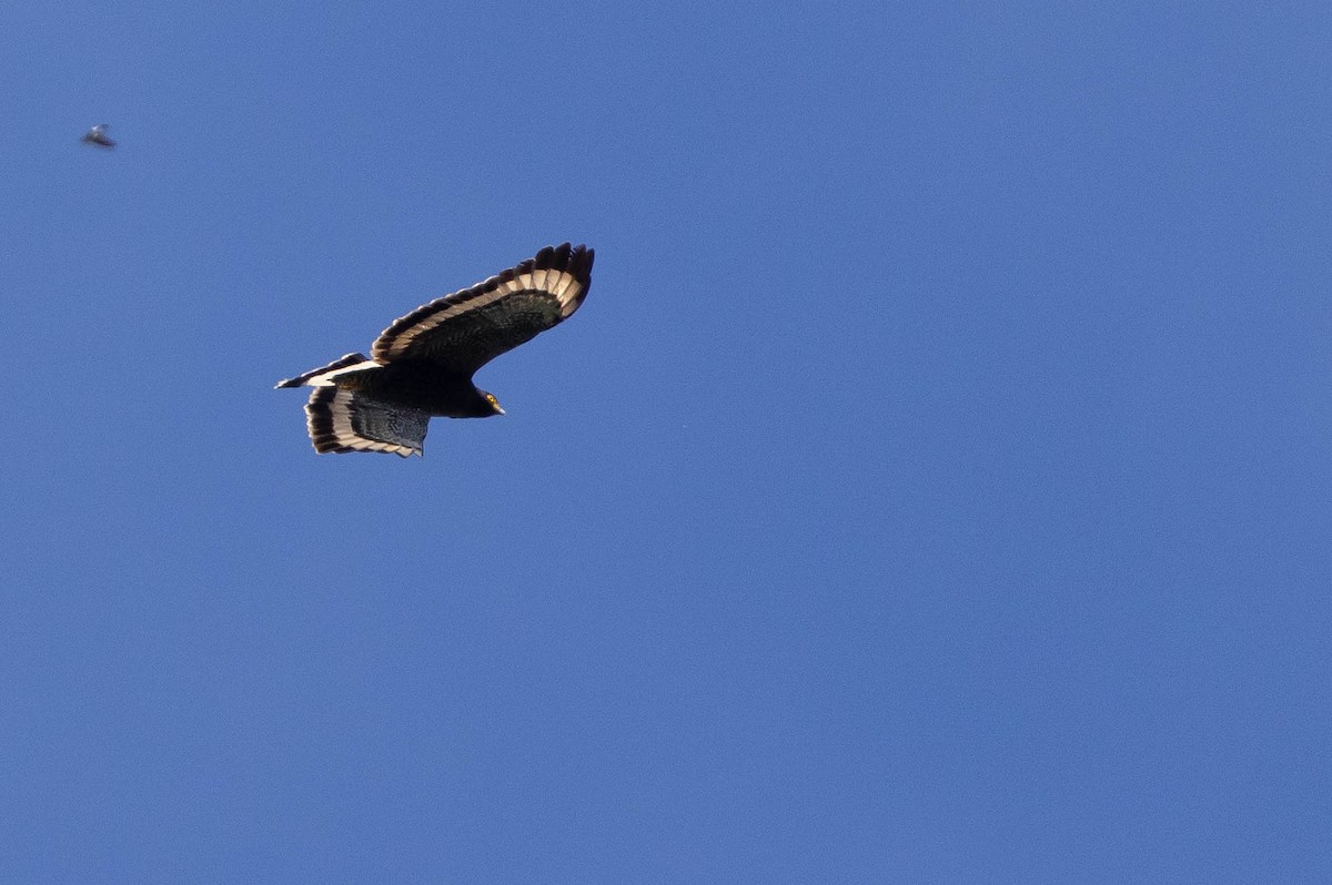 Mountain Serpent-Eagle - ML643662306