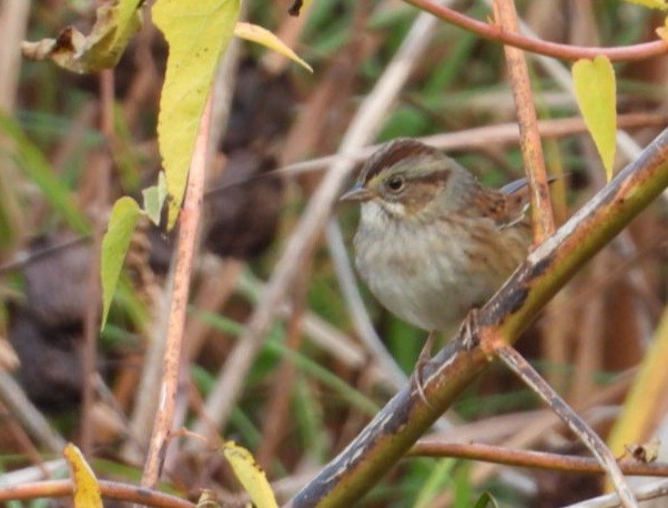 Swamp Sparrow - ML643662322