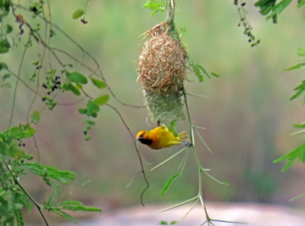 Spectacled Weaver - ML643662356