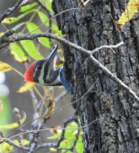 Pileated Woodpecker - ML643662377