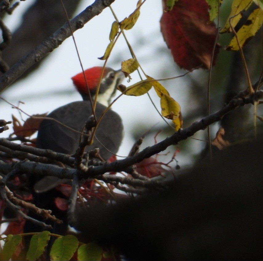 Pileated Woodpecker - ML643662378