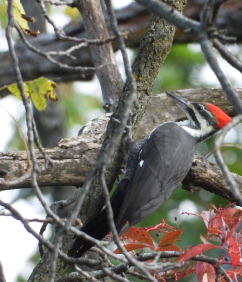 Pileated Woodpecker - ML643662379