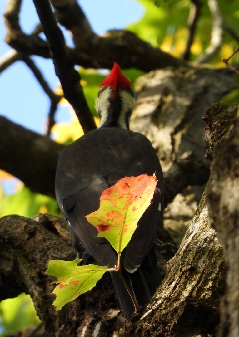 Pileated Woodpecker - ML643662380