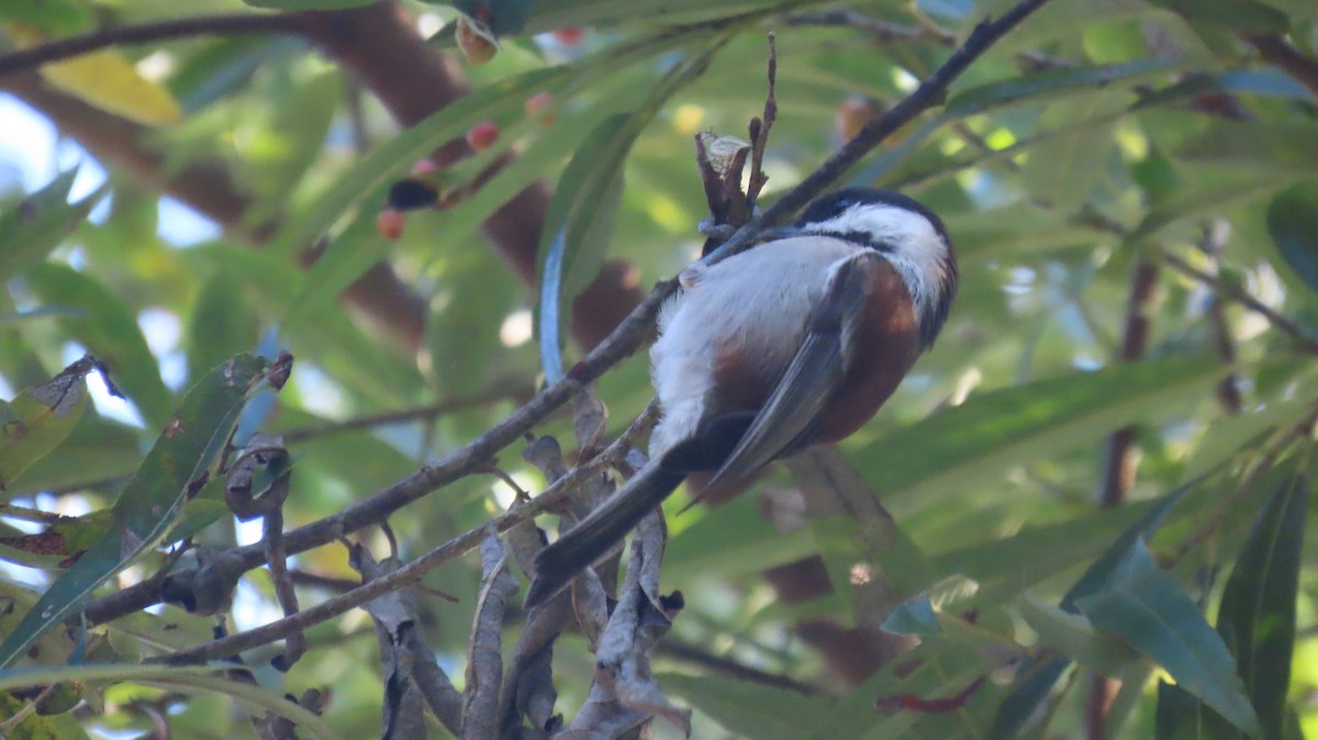 Chestnut-backed Chickadee - ML643662389