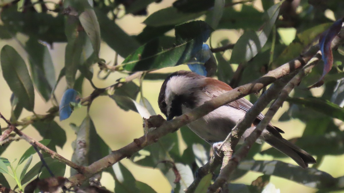 Chestnut-backed Chickadee - ML643662393