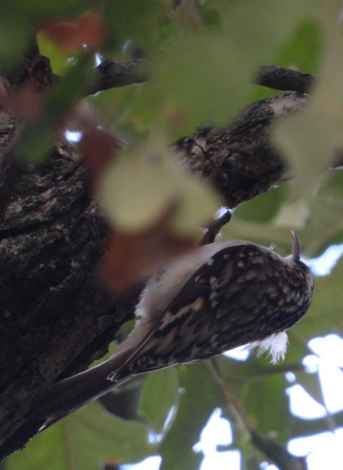 Brown Creeper - ML643662401