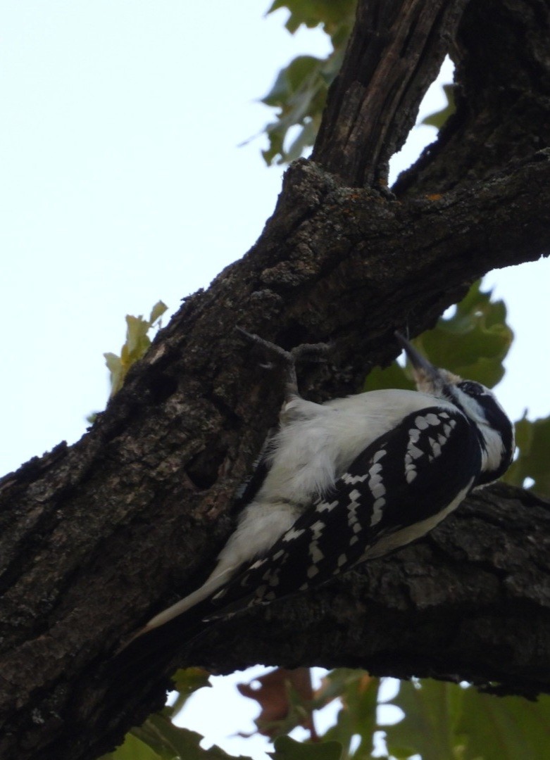 Hairy Woodpecker - ML643662419