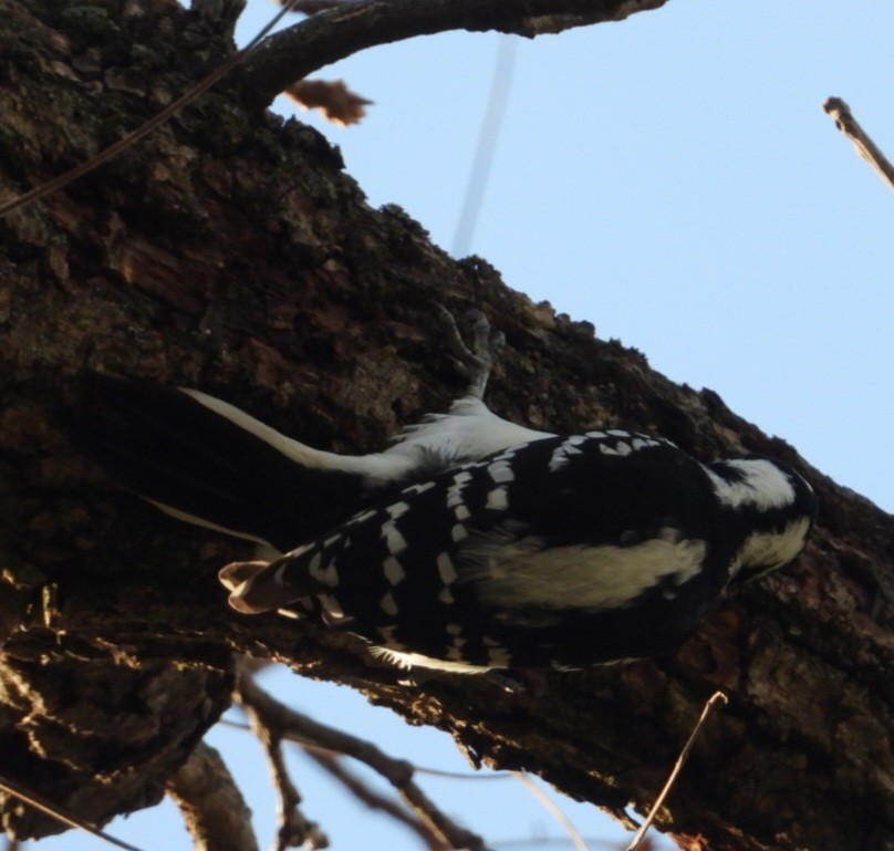 Hairy Woodpecker - ML643662420